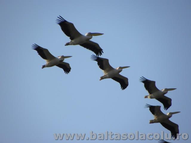 Party Cup Solacolu 2012 - DSCN8313.jpg